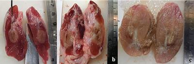 Radiofrequency Thermoablation On Ex Vivo Animal Tissues: Changes on Isolated Swine Thyroids